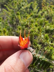 Darwinia citriodora
