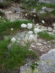 Achillea multifida