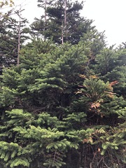 Abies mariesii