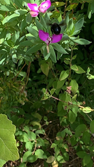 Xylocopa