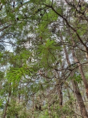 Banksia seminuda