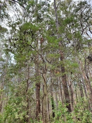 Banksia seminuda