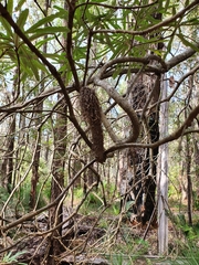 Banksia seminuda