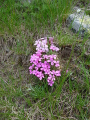 Dianthus microlepis