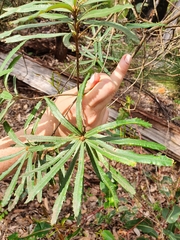 Banksia seminuda