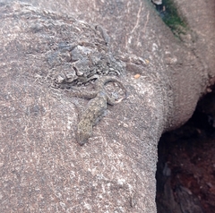 Hemidactylus leschenaultii