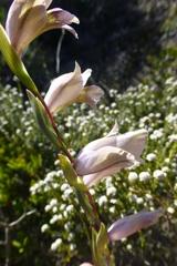 Gladiolus griseus