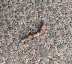 Geometridae