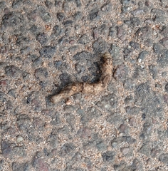 Geometridae