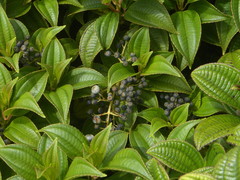 Miconia globulifera
