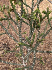 Melaleuca gibbosa