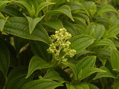 Miconia globulifera