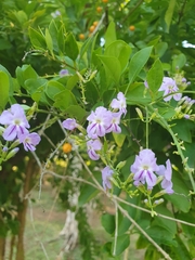 Duranta erecta