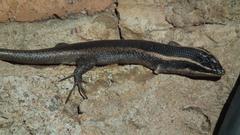 Trachylepis