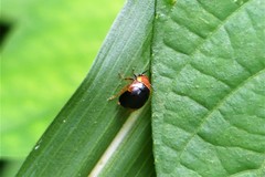 Hemithyrsocera palliata