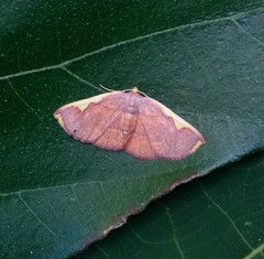 Nothomiza flavicosta