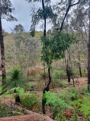 Persoonia longifolia