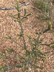 Melaleuca gibbosa