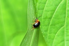 Hemithyrsocera palliata