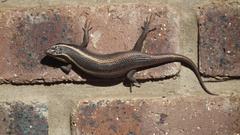 Trachylepis