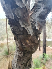 Persoonia longifolia