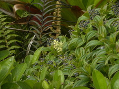 Miconia globulifera
