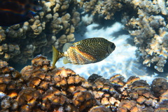 Siganus spinus