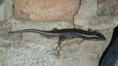 Trachylepis