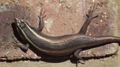Trachylepis