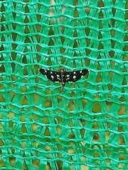 Bocchoris