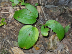 Smilax hugeri