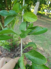 Duranta erecta