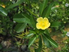 Ludwigia taiwanensis