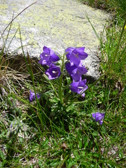 Campanula orbelica