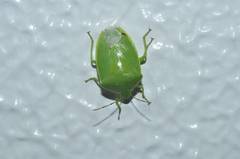 Glaucias subpunctatus