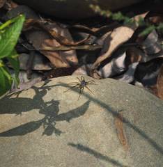 Pardosa pseudoannulata