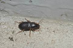 Harpalus eous