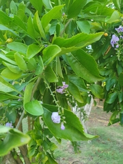 Duranta erecta