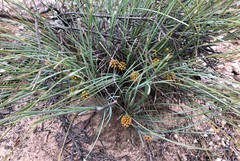 Lomandra collina