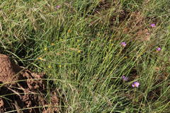 Pentzia quinquefida