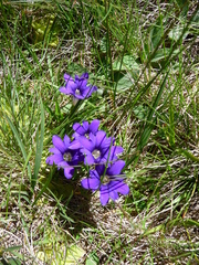 Gentiana dshimilensis