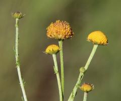 Pentzia quinquefida