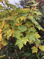 Acer tschonoskii