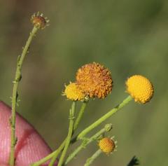 Pentzia quinquefida