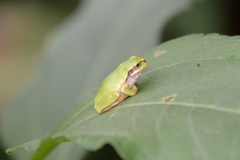 Hyla japonica