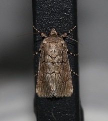 Sympistis induta