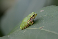Hyla japonica