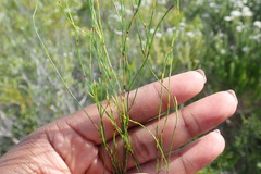 Restio eleocharis