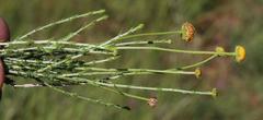 Pentzia quinquefida