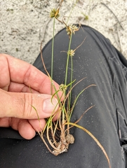Cyperus grayi